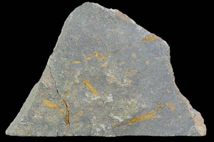 Ordovician Crinoid Fossils - Kaid Rami, Morocco #102842